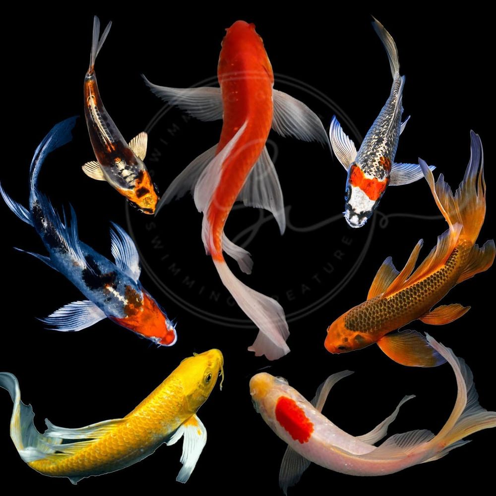 Assorted Colors Live Koi Fish  - Aquarium Fish In Pond 评论和价格