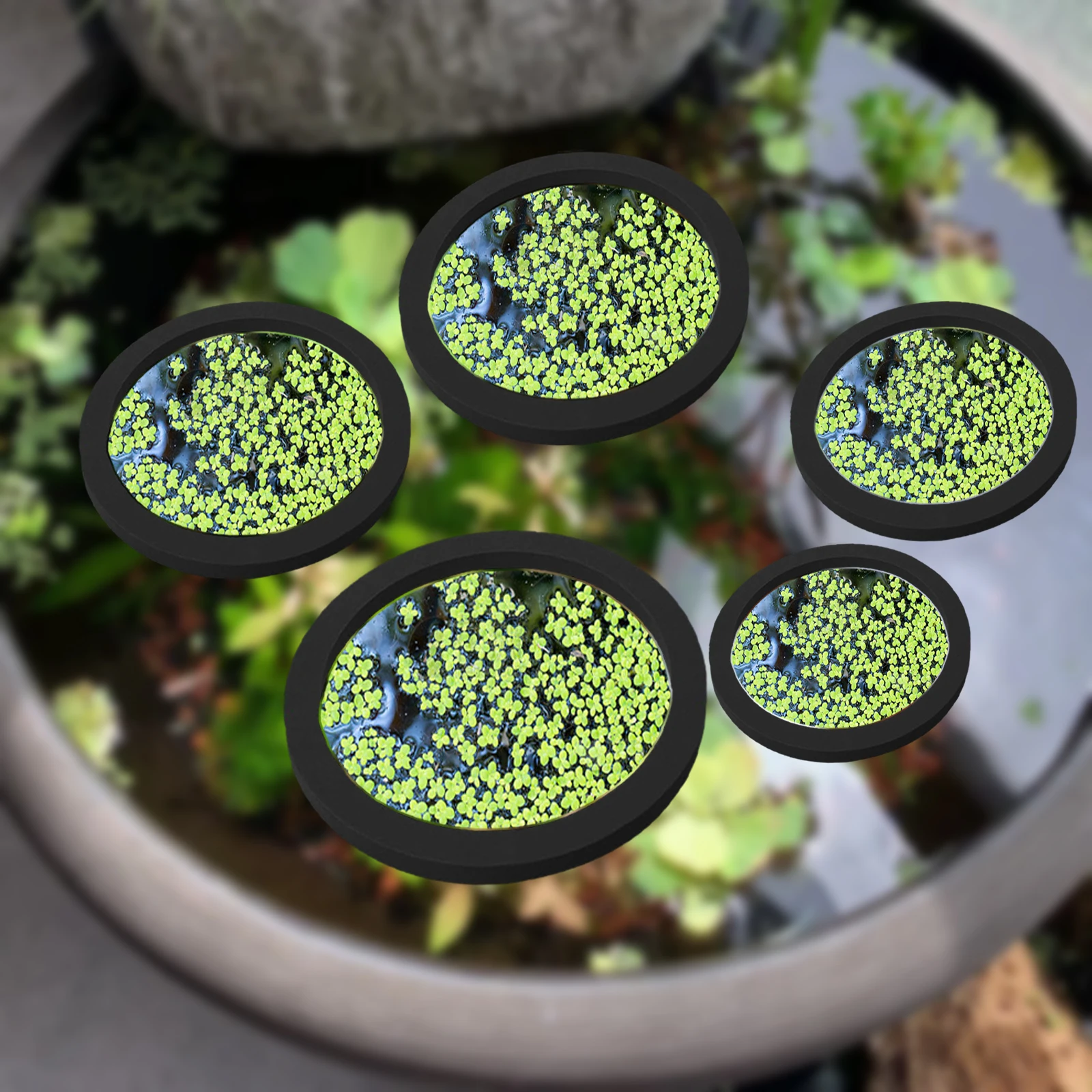 5Pcs EVA Fish Feeding Ring Aqu - Aquarium Fish In Pond 评论和价格