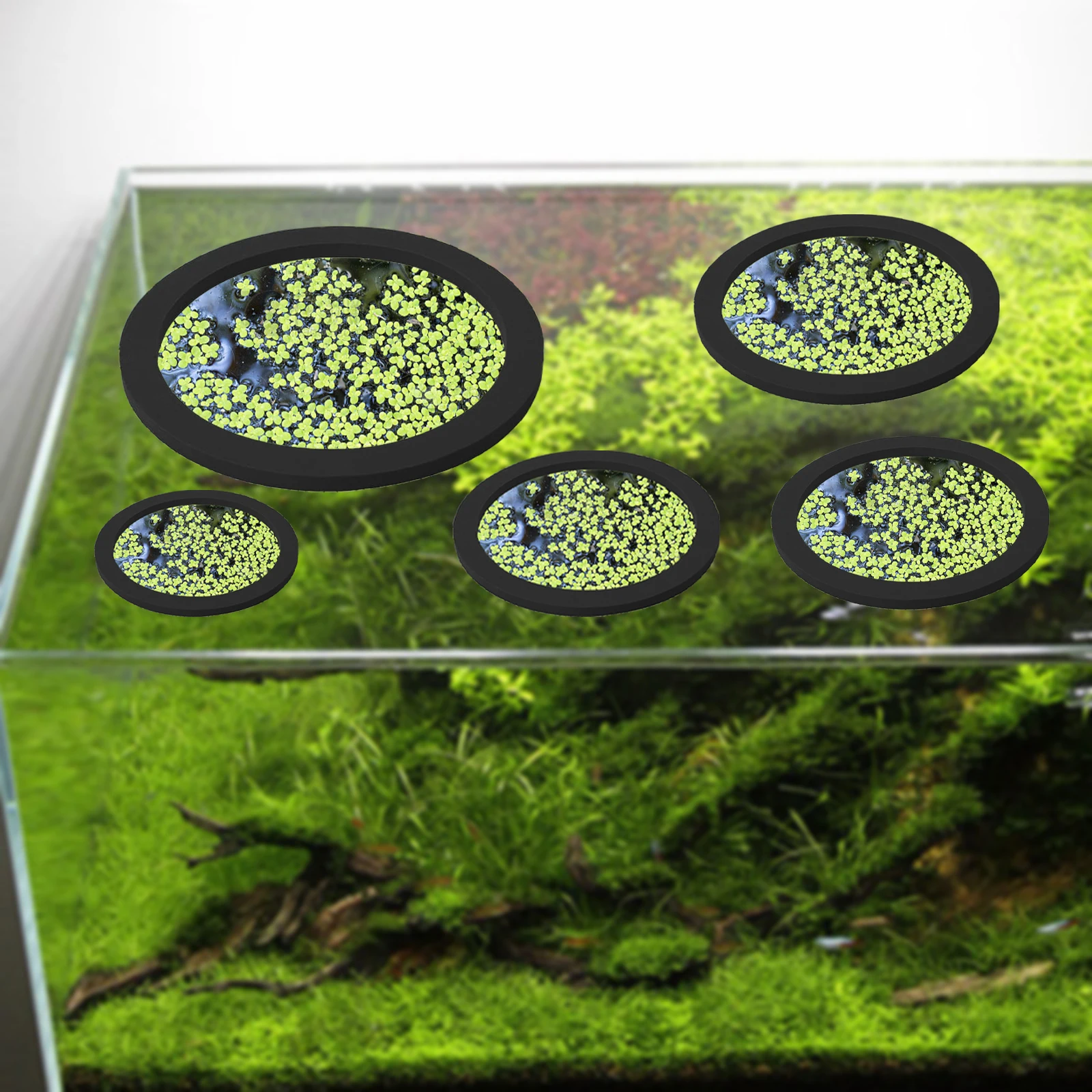 5Pcs EVA Fish Feeding Ring Aqu - Aquarium Fish In Pond 评论和价格