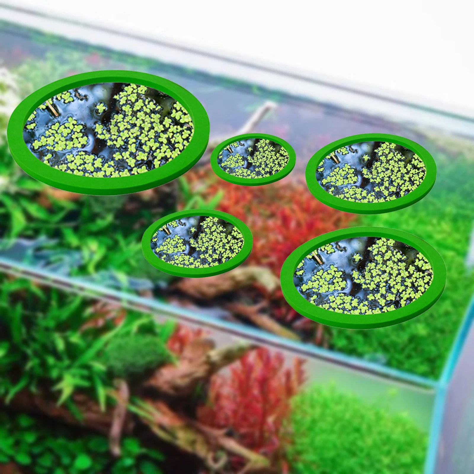 5Pcs EVA Fish Feeding Ring Aqu - Aquarium Fish In Pond 评论和价格